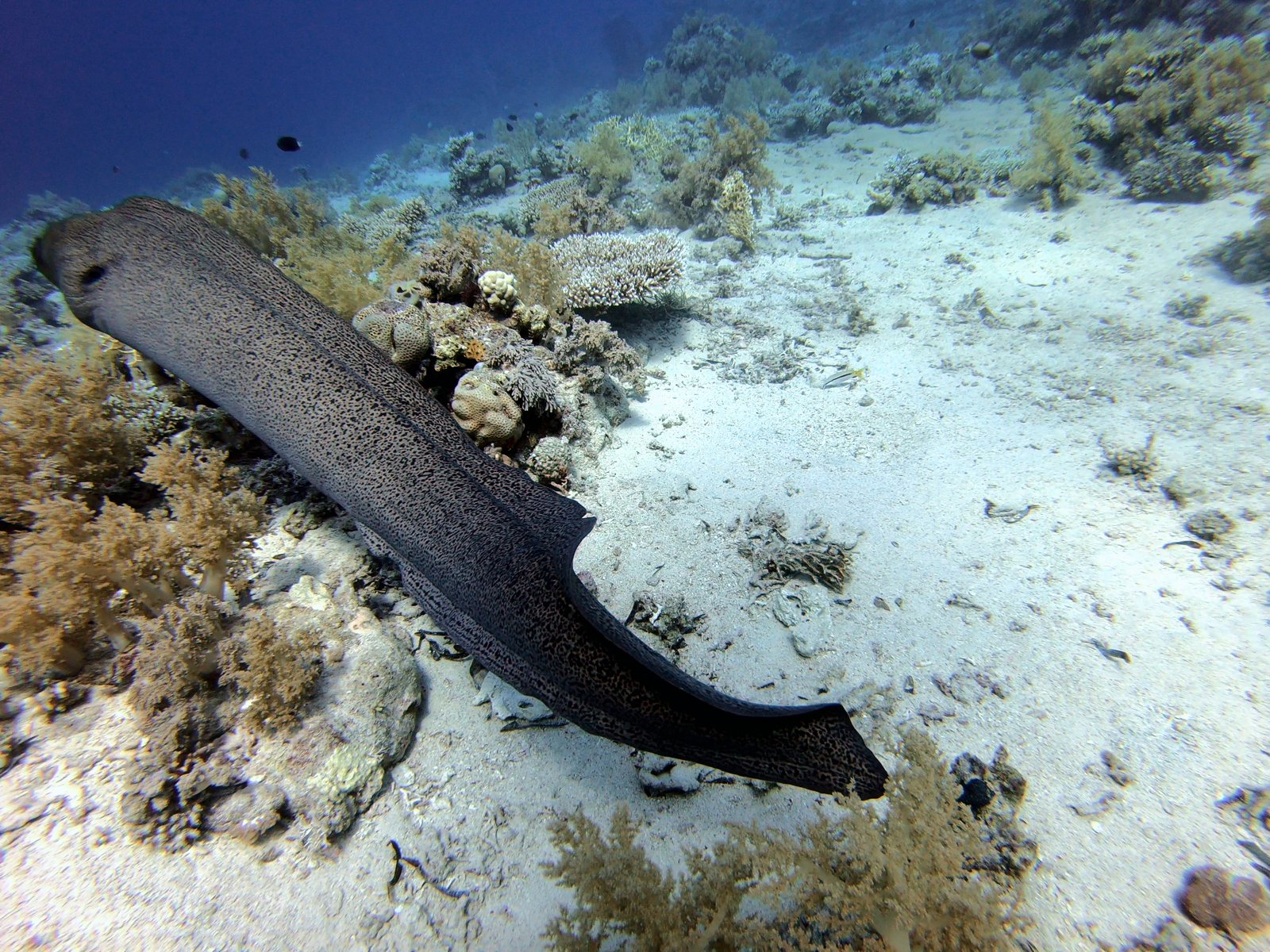 The same giant moray after automatic color correction: natural skin pattern, white sand and golden corals