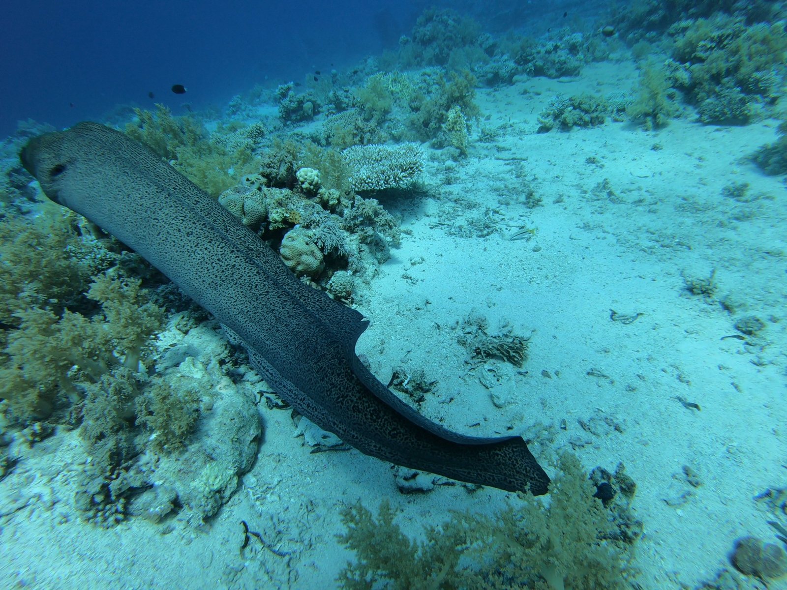 Giant moray eel swimming across a Red Sea reef with a heavy blue cast, before color correction