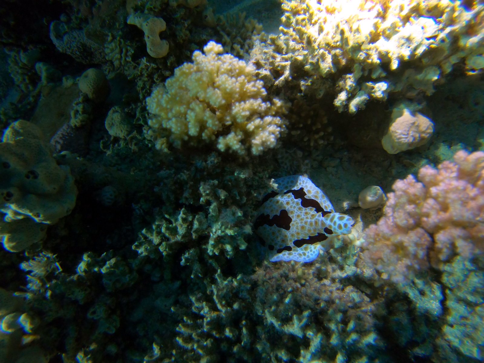 Night dive: a Phyllidia nudibranch on the coral, after