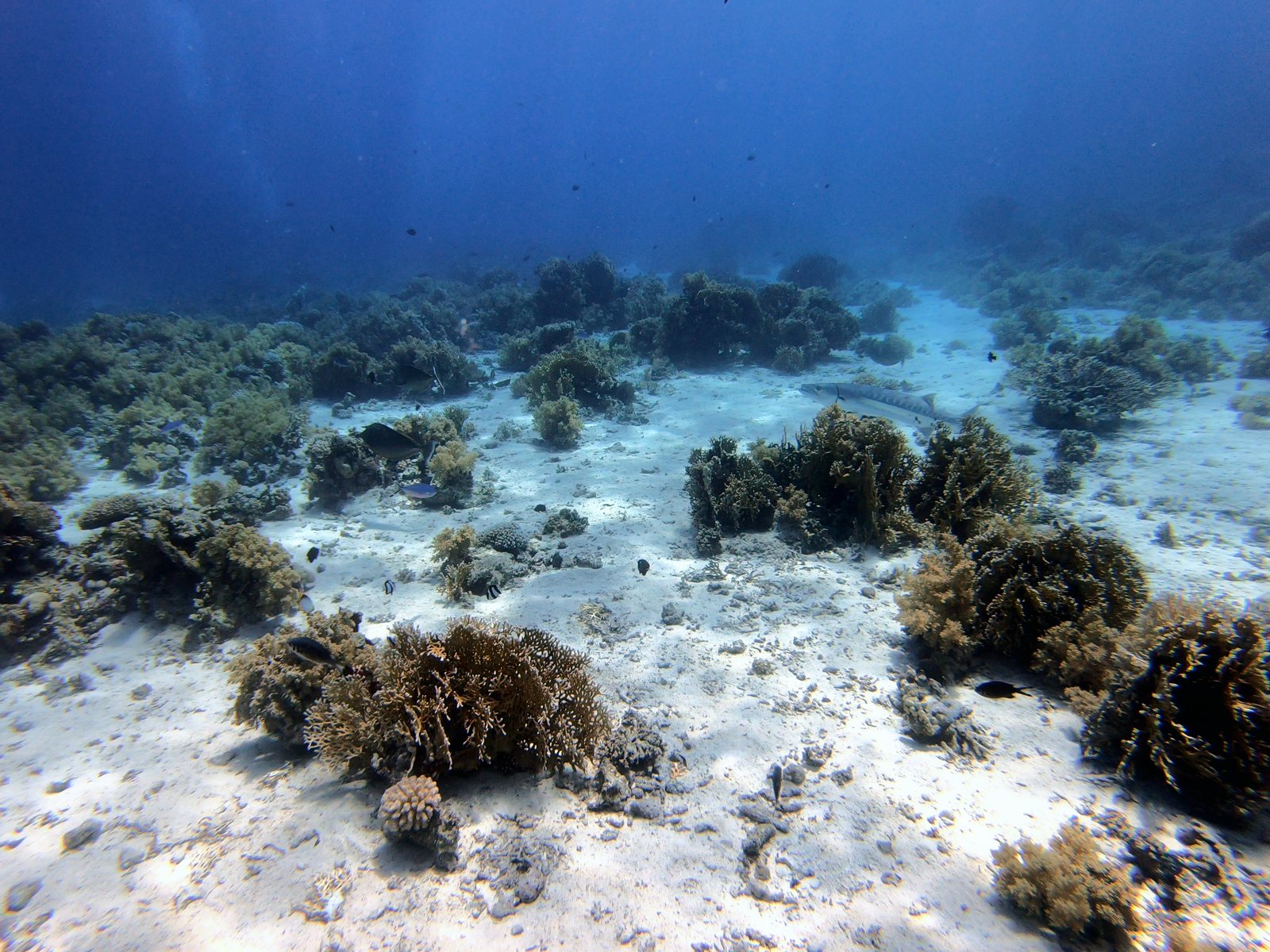 Coral reef and sand, after