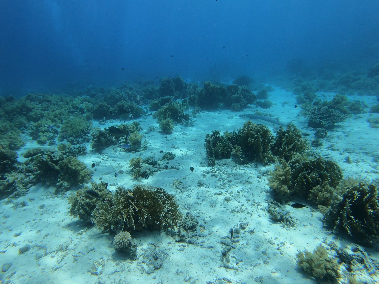 Coral reef and sand, before