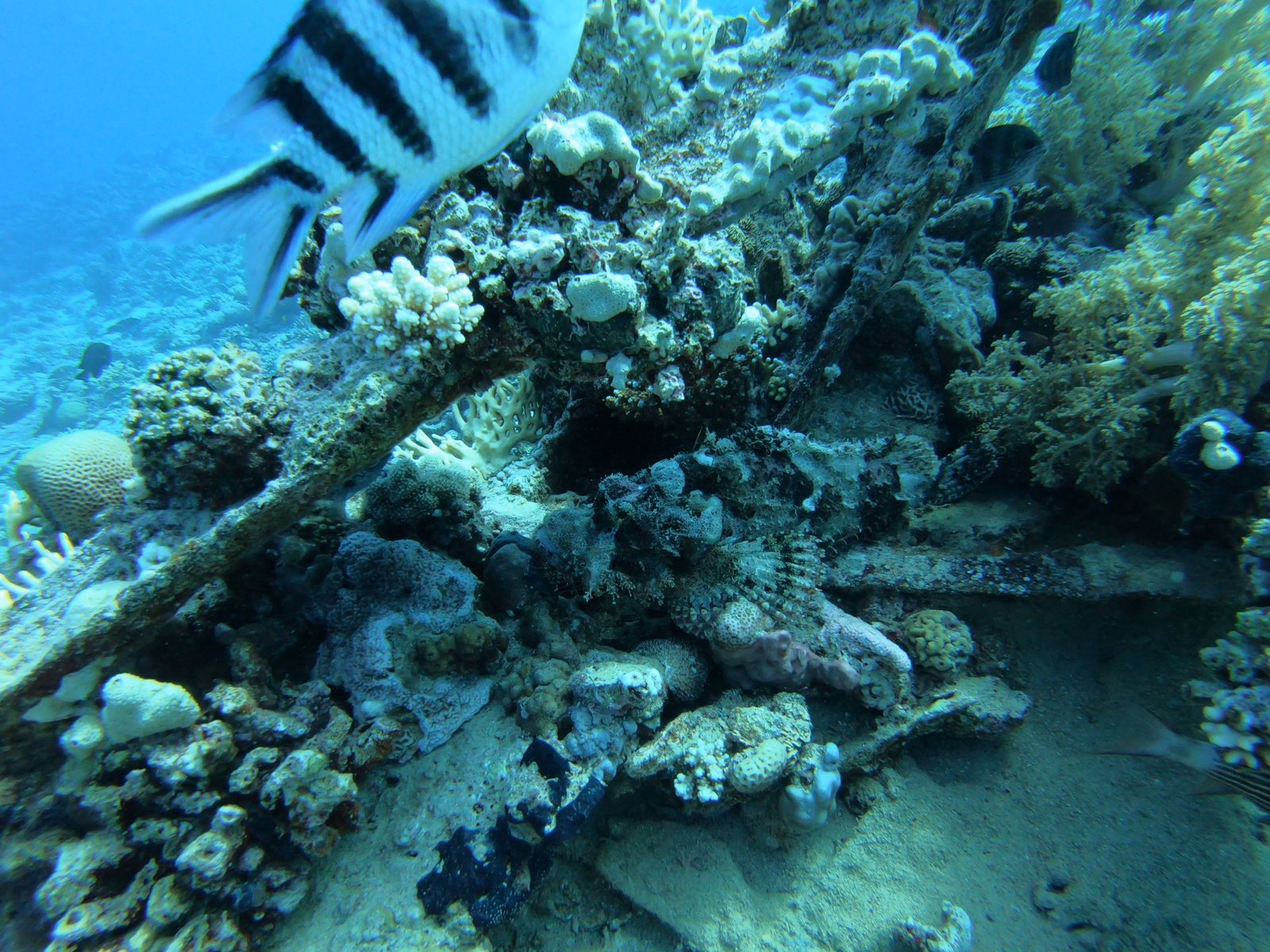 Camouflaged stonefish lying on a wreck plank, before
